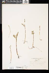 Botrychium matricariifolium image