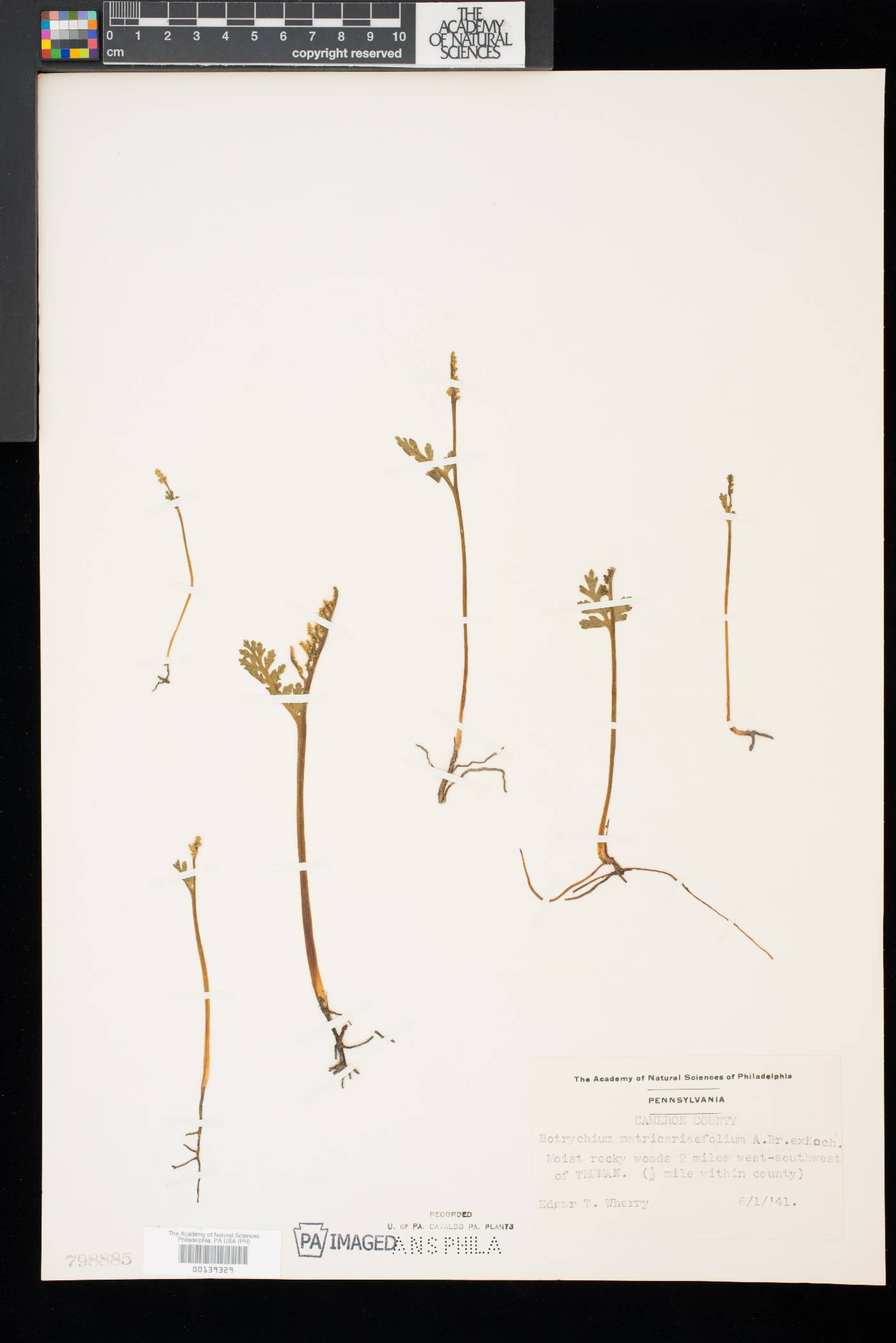 Botrychium matricariifolium image