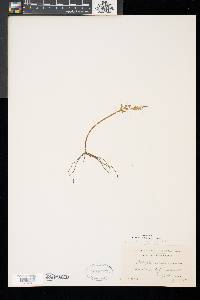 Botrychium matricariifolium image