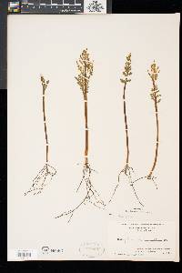 Botrychium matricariifolium image