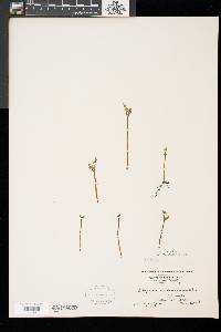 Botrychium matricariifolium image