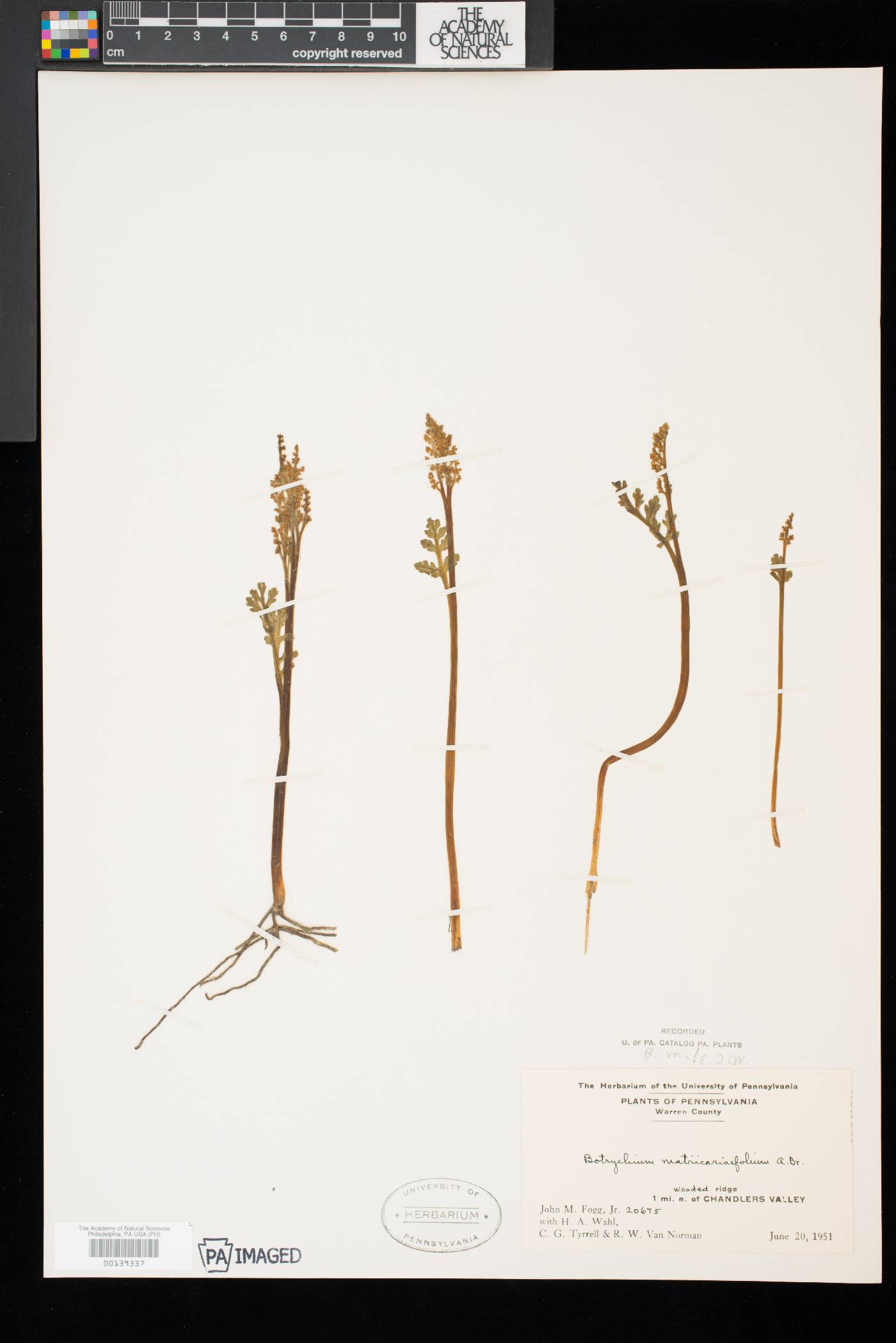 Botrychium matricariifolium image
