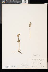 Botrychium matricariifolium image