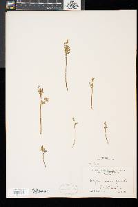 Botrychium matricariifolium image