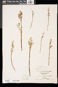 Botrychium matricariifolium image