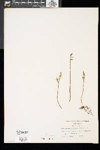 Botrychium matricariifolium image