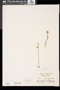 Botrychium matricariifolium image