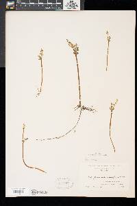 Botrychium matricariifolium image