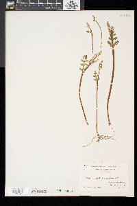 Botrychium matricariifolium image