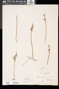 Botrychium matricariifolium image