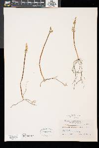 Botrychium matricariifolium image