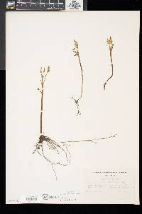 Botrychium matricariifolium image