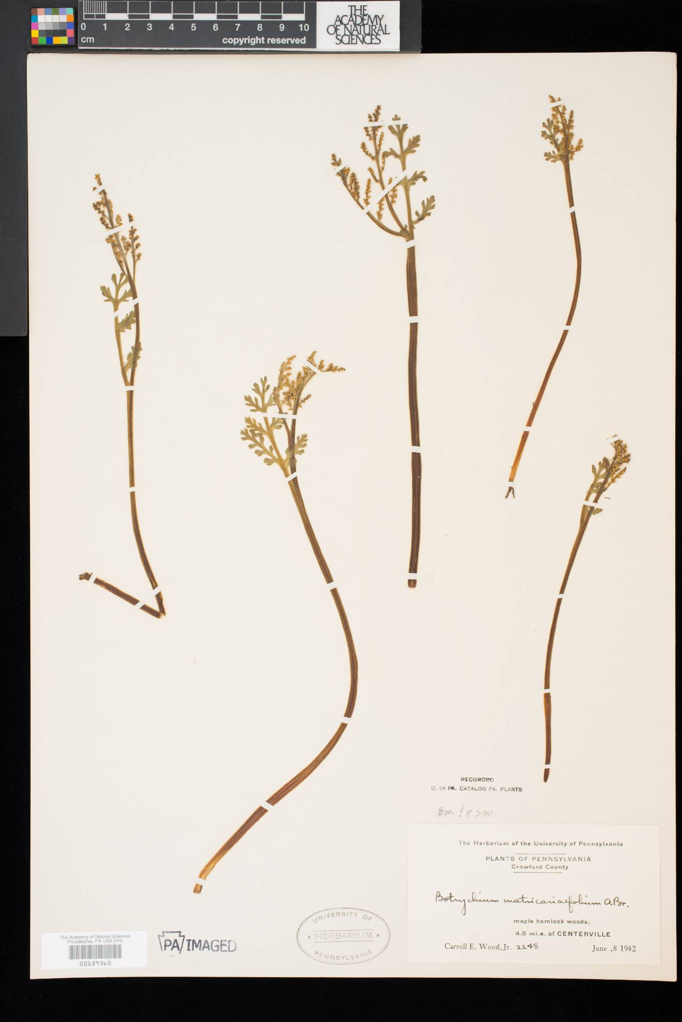 Botrychium matricariifolium image