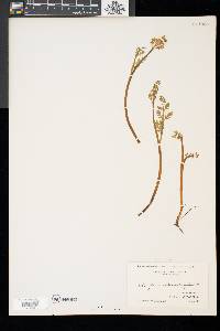 Botrychium matricariifolium image