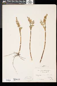 Botrychium matricariifolium image