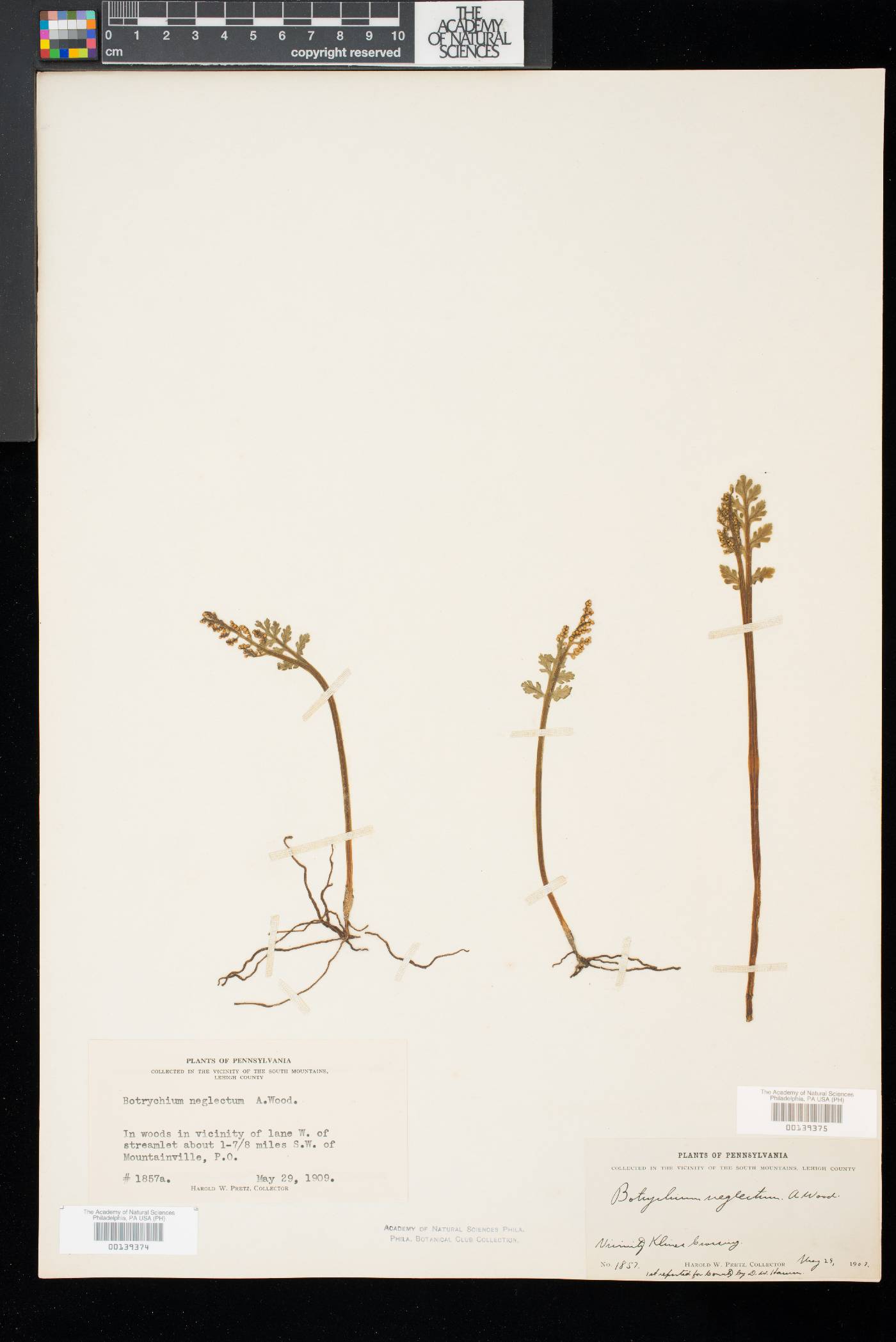 Botrychium neglectum image