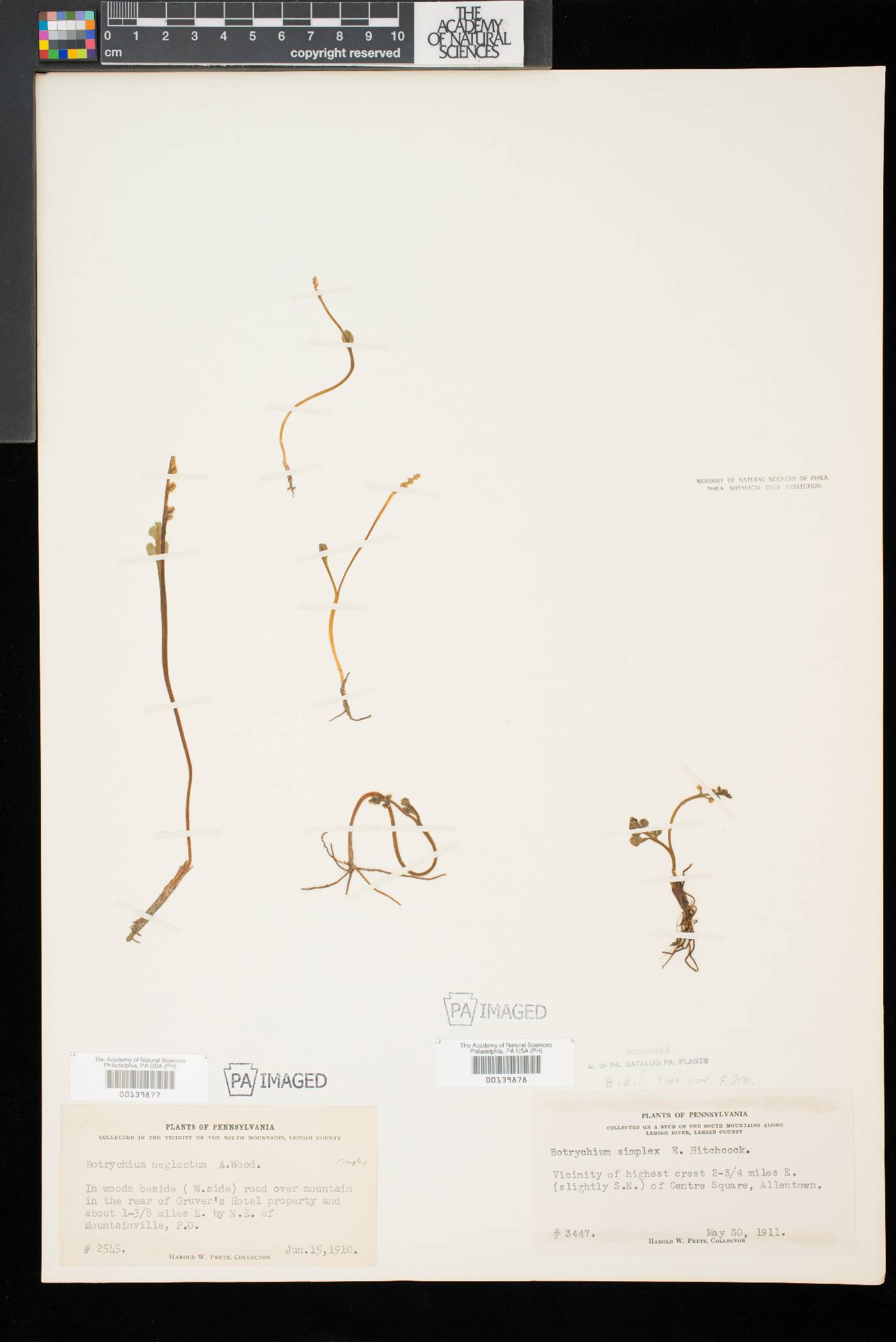 Botrychium neglectum image