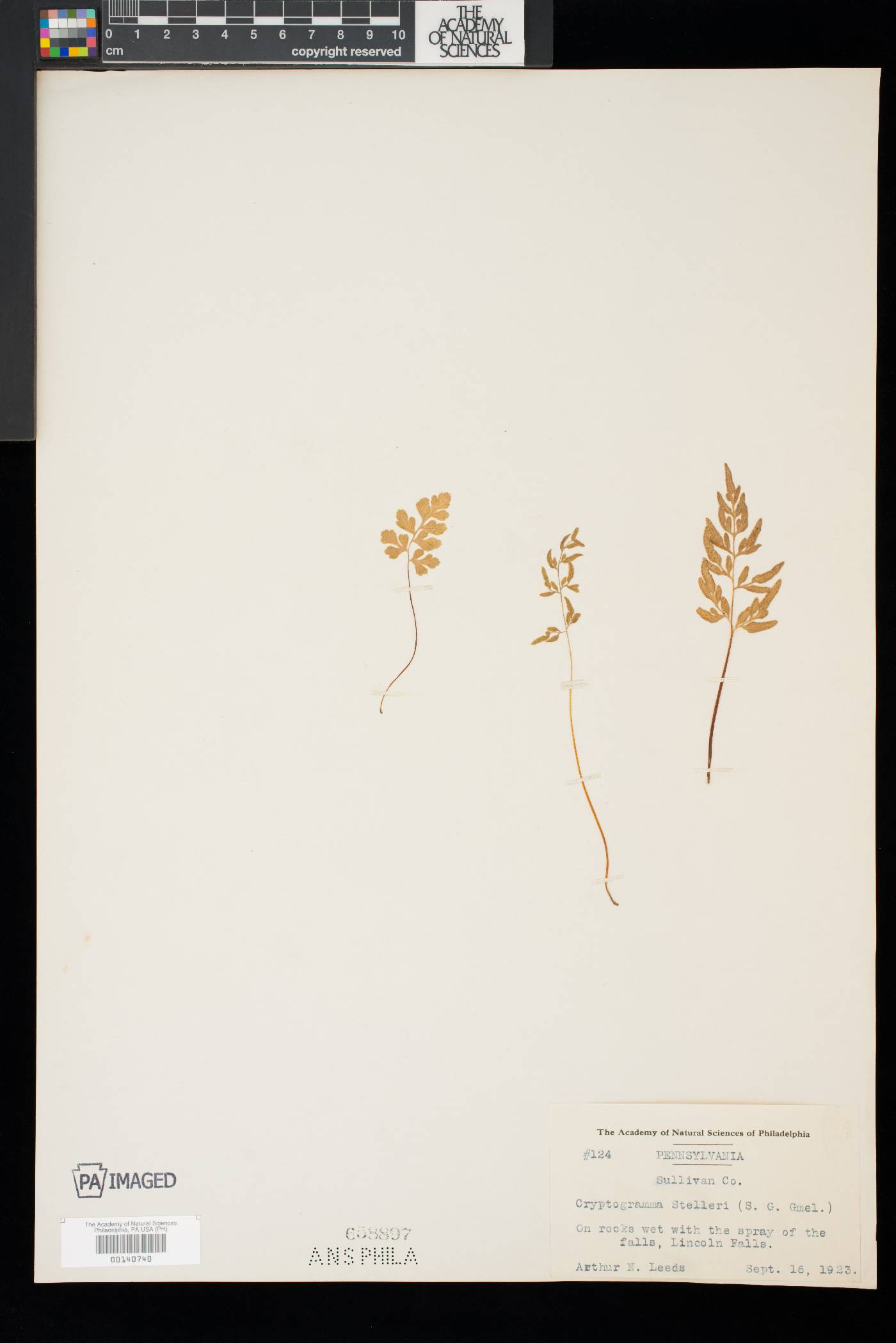 Cryptogramma stelleri image