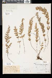 Cheilanthes vestita image