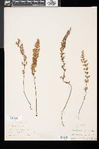 Cheilanthes vestita image