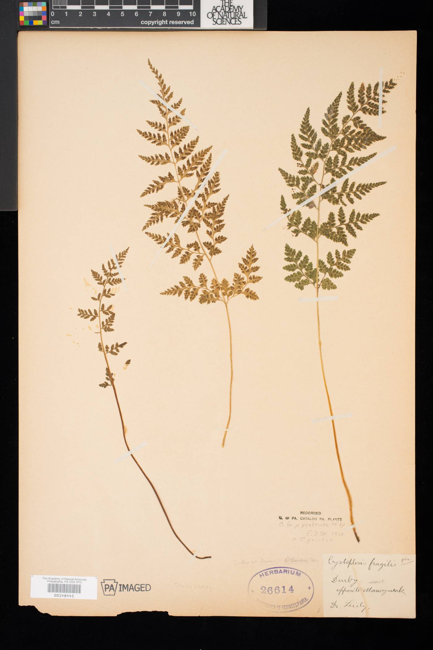Cystopteris fragilis var. protrusa image
