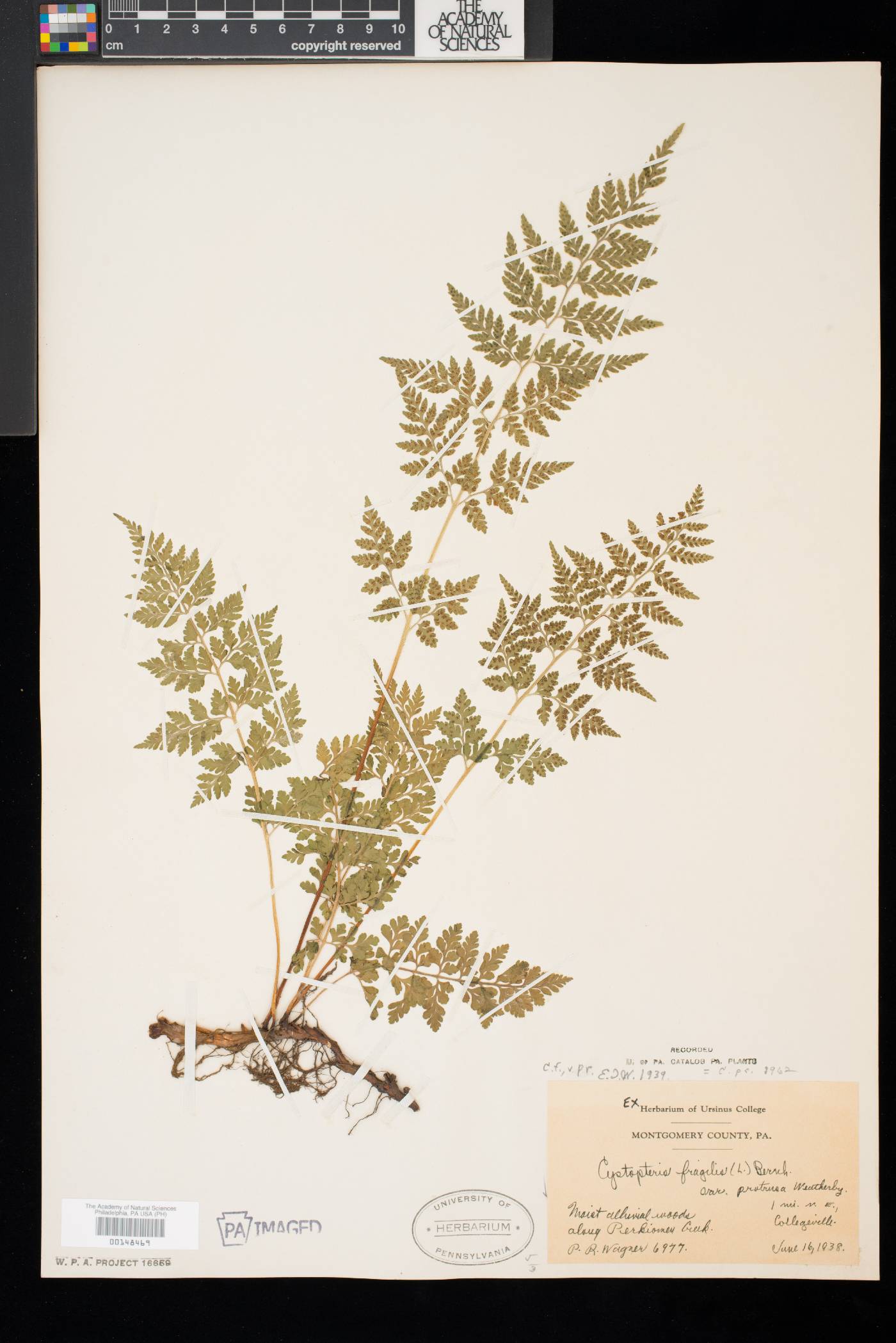 Cystopteris fragilis var. protrusa image