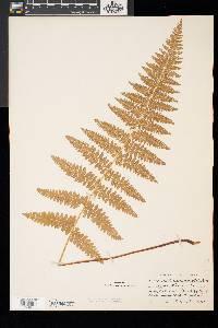 Dennstaedtia punctilobula image