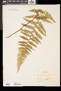 Dennstaedtia punctilobula image