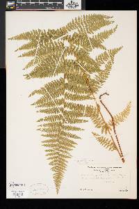 Dennstaedtia punctilobula image