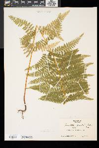 Dennstaedtia punctilobula image