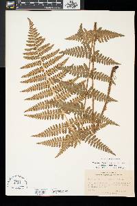 Dryopteris × boottii image