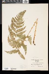 Dryopteris × boottii image