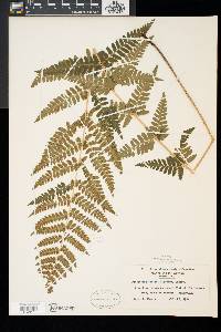 Dryopteris × boottii image