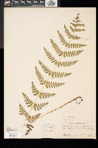 Dryopteris × boottii image