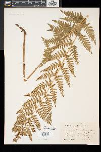 Dryopteris × boottii image