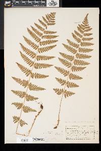 Dryopteris × boottii image