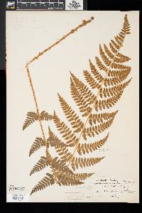 Dryopteris × boottii image