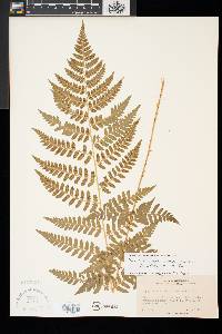 Dryopteris × boottii image