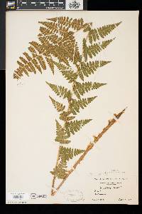 Dryopteris × boottii image