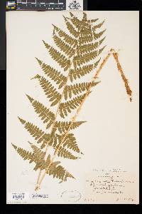 Dryopteris × boottii image