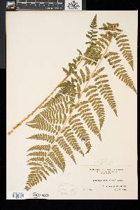 Dryopteris × boottii image