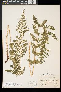 Dryopteris × boottii image