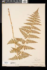 Dryopteris × boottii image