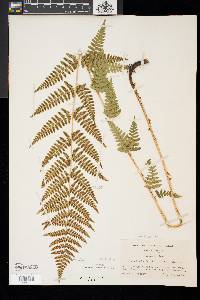 Dryopteris × boottii image