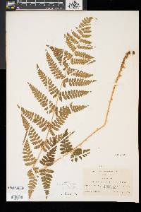 Dryopteris × boottii image