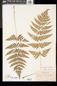 Dryopteris carthusiana image