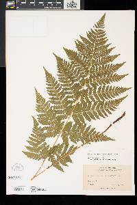 Dryopteris carthusiana image