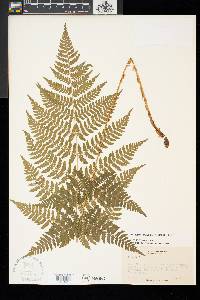 Dryopteris carthusiana image