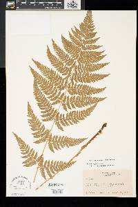 Dryopteris carthusiana image