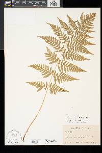 Dryopteris carthusiana image